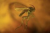 Several Detailed Fossil Flies (Diptera) In Baltic Amber #102763-4